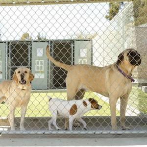 dog kennel cleaning and sanitizing