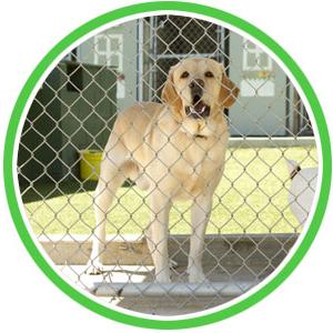 dog kennel sanitizing and disinfection